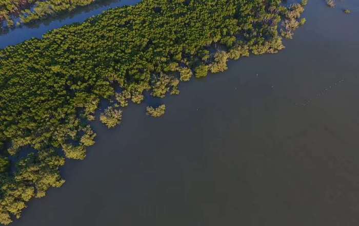 图片默认标题_fororder_8-红树林在涨潮时仅树冠露出水面，被称为“海上森林”。图为海口市东寨港红树林自然保护区的红树林