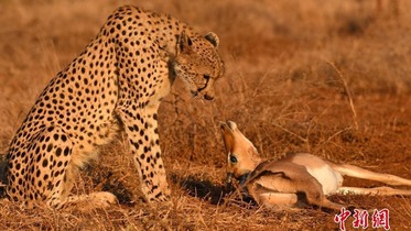 Wata damisar “cheetah” dake farautar Impala suna kallon juna