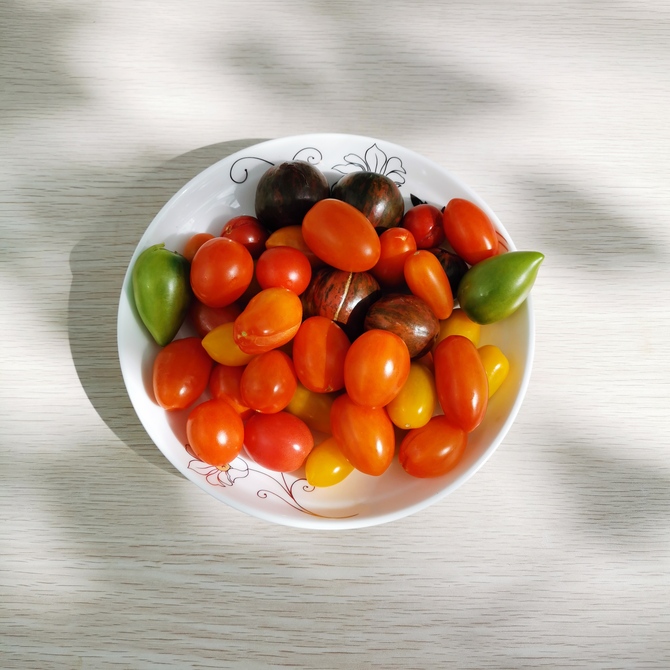 图片默认标题_fororder_图二：高原蔬菜大棚产出的小番茄摄影：张同义