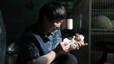 Miji da mata na gudanar da sana'ar kiwon kyanwa