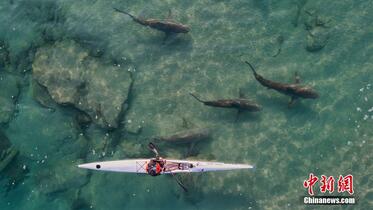 An gano dimbin Black shark a wani yankin ruwa maras zurfi da ke kasar Isra’ila