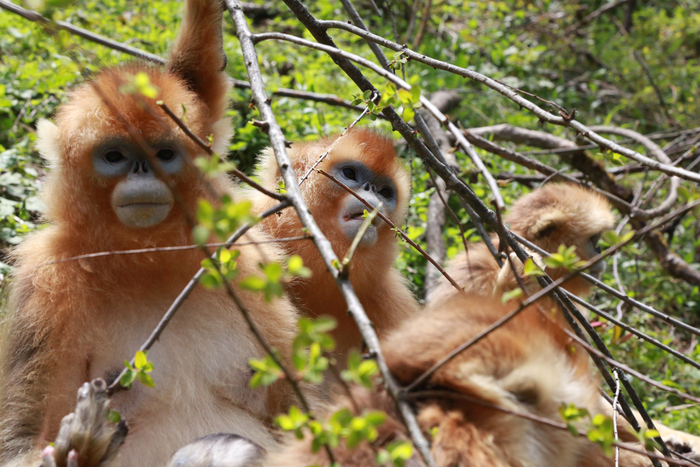 图片默认标题_fororder_03一只雄猴带着两只雌猴在树上瞭望.JPG