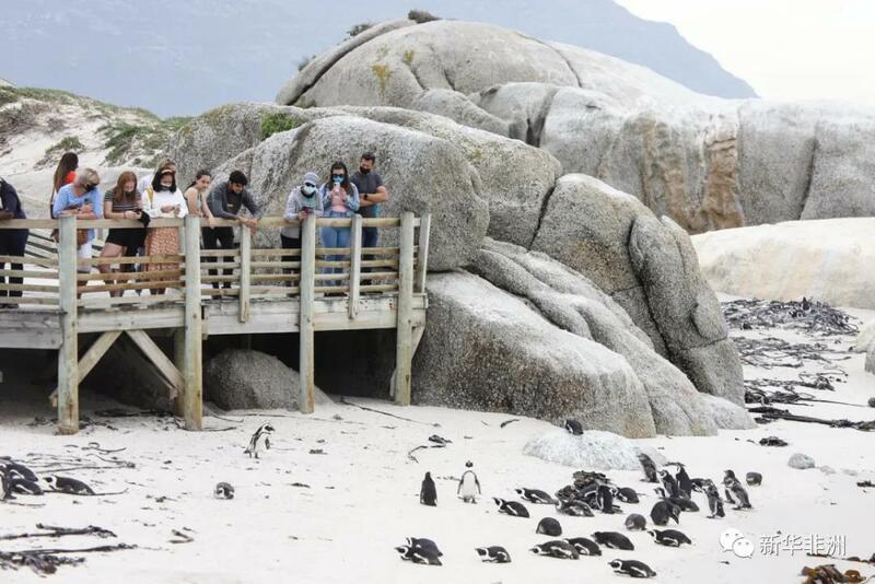 Tsuntsayen penguins na Afirka_fororder_微信图片_20210426144945