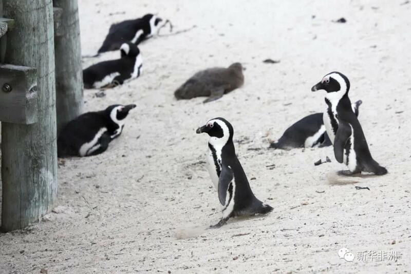 Tsuntsayen penguins na Afirka_fororder_微信图片_20210426144923