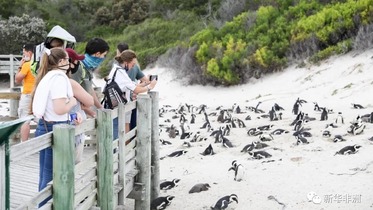 Tsuntsayen penguins na Afirka