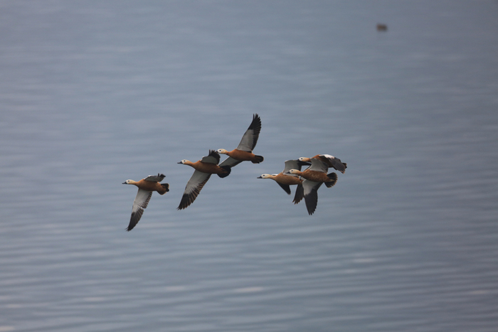 图片默认标题_fororder_9 在汉丰湖上空翱翔的赤麻鸭（摄影：黄亚洲