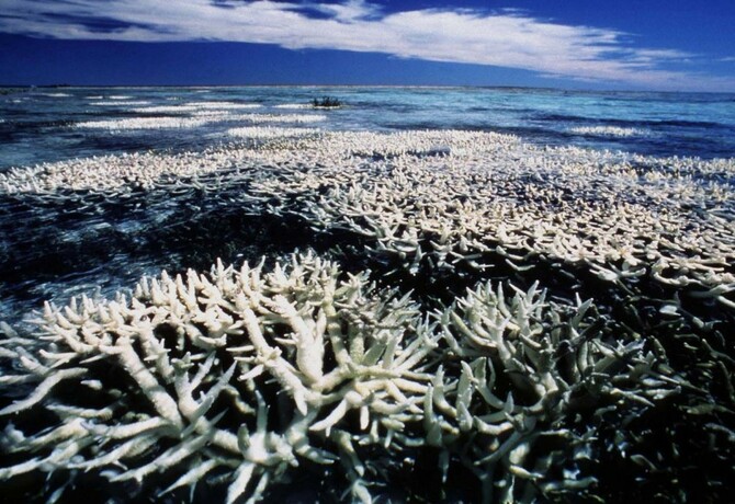 ລັດ​ຖະ​ບານ​ອົ​ສ​ຕ​ຣາ​ລີຂັດ​ຂວາງ​ບໍ່​ໃຫ້ The Great Barrier Reef ​ຈັດເຂົ້າ​ໃນບັນ​ຊີ​ລາຍ​ຊື່​​ທີ່​ຕ້ອງ​ລະ​ບຸ​ສະ​ຖາ​ນະ​ຕົກ​ຢູ່​ໃນ​ສະ​ພາບ​ອັນ​ຕະ​ລາຍ​ເຊິ່ງ​ສະ​ແດງ​ໃຫ້​ເຫັນ​ເຖິງ​ຄວາມ​ຈອມ​ປອມ​ຂອງ​ລັດ​ຖະ​ບານ​ອົ​ສຕ​ຣາ​ລີ_fororder_1000 (1)