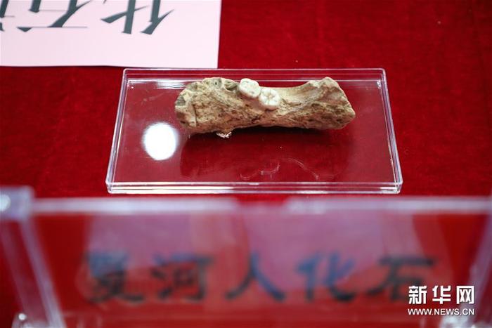 图片默认标题_fororder_这是6月14日拍摄的在甘肃省夏河县白石崖溶洞发现的经鉴定为丹尼索瓦人（简称夏河人）的古人类下颌骨化石，这一成果将青藏高原史前人类最早活动时间由距今4万年推早至距今16万年