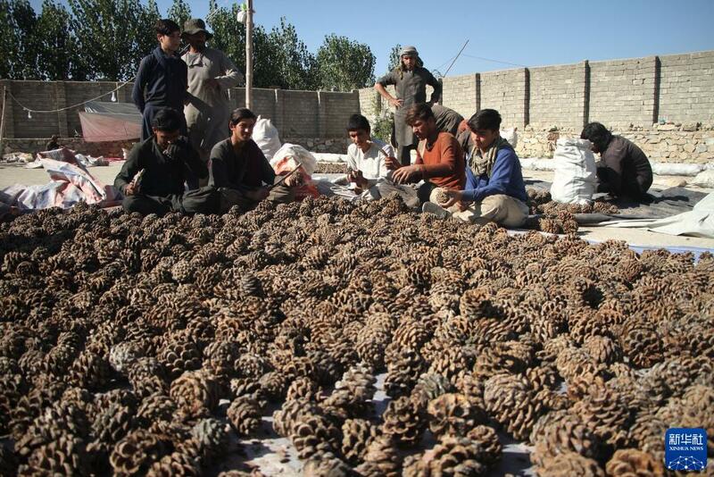 Girbin 'ya'yan itacen pine a kasar Afghanistan_fororder_1128063264_16368908236501n