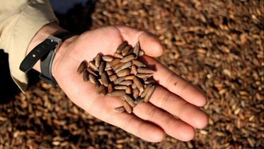 Girbin 'ya'yan itacen pine a kasar Afghanistan