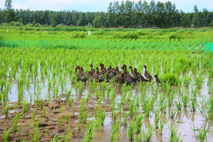 연변 '친환경 농법'으로 농민들 주머니 두둑
